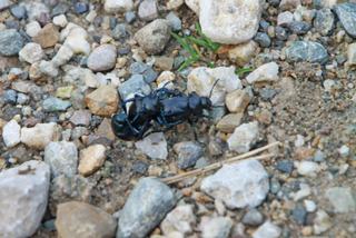 scate del Catafurco-25-02-2014 18-15-31